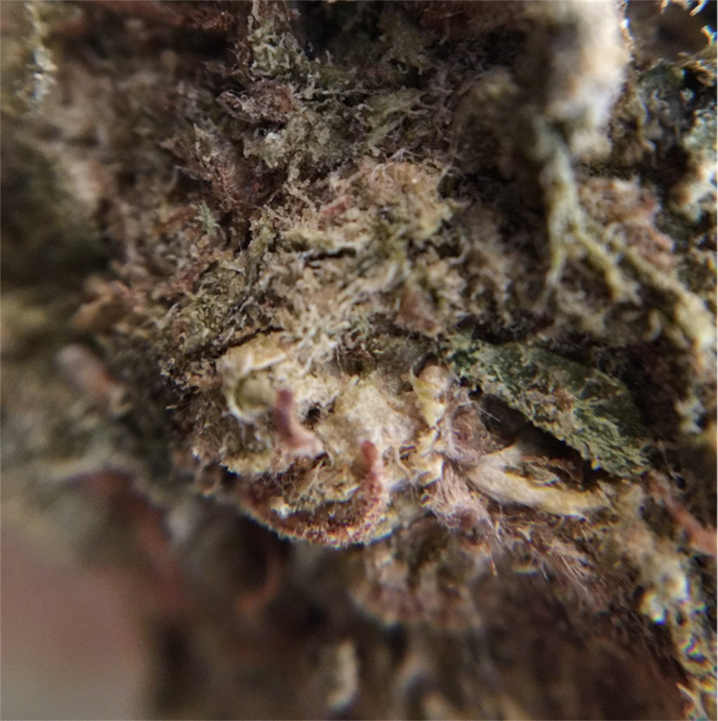 Chronic marijuana strain flower with skunk and earthy flavor and giggly / happy effects - Rare Harvest hybrid