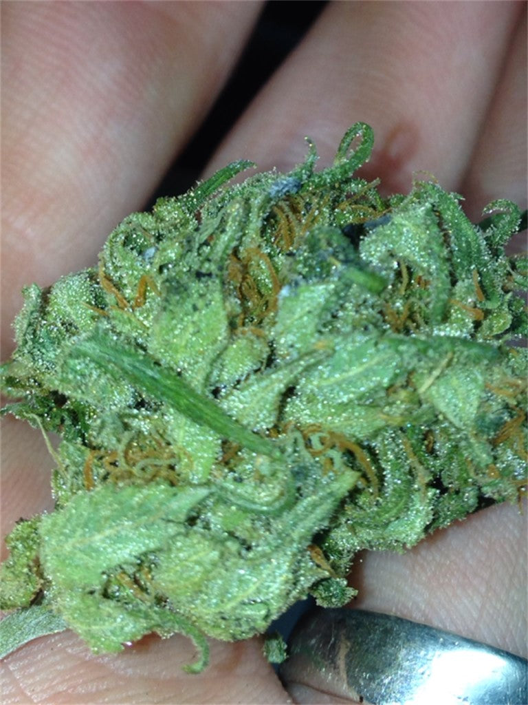 Chucky's Bride marijuana strain flower with pineapple and blueberry flavor and energetic / talkative effects - Rare Harvest hybrid