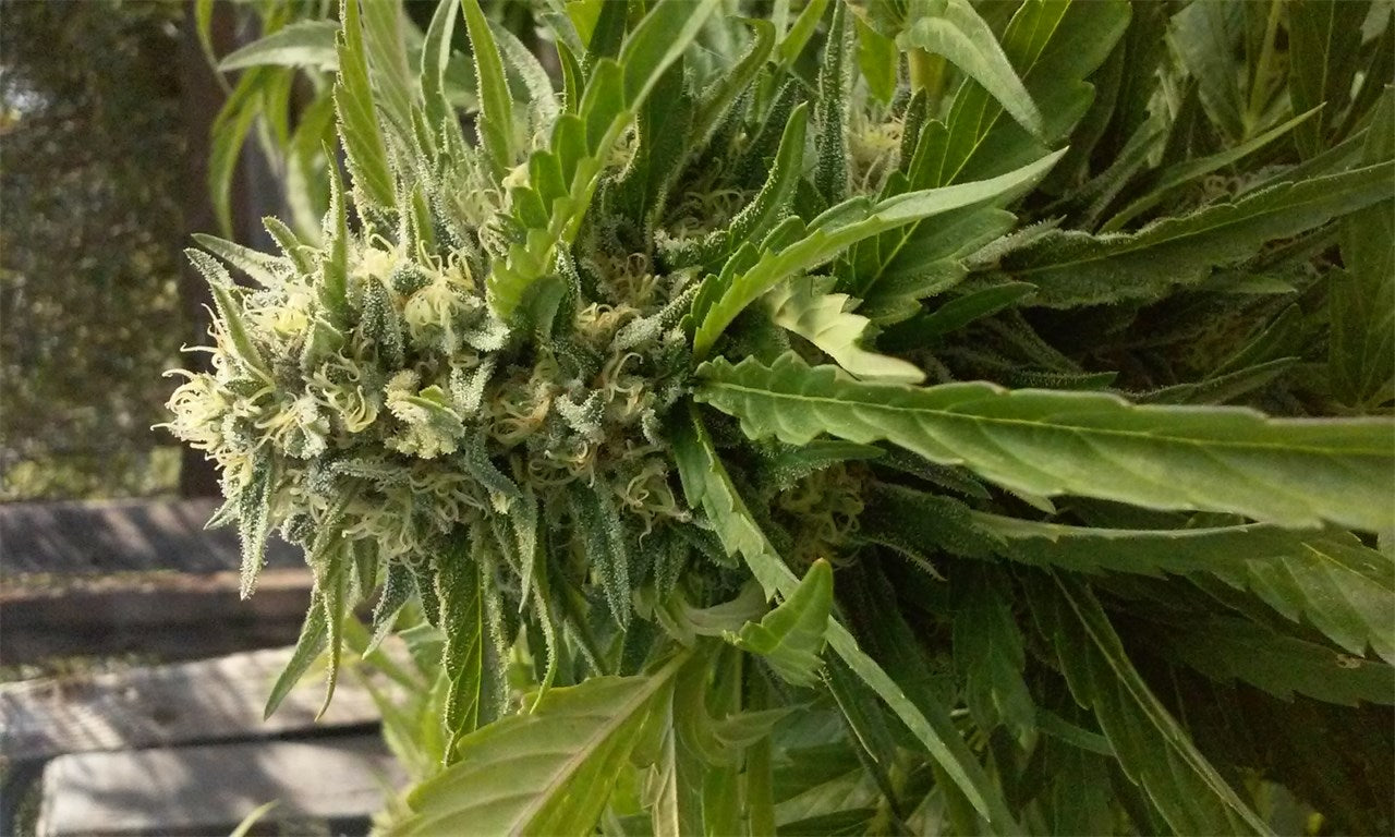 Cindy White marijuana strain flower with earthy and pungent flavor and uplifted / energetic effects - Rare Harvest hybrid