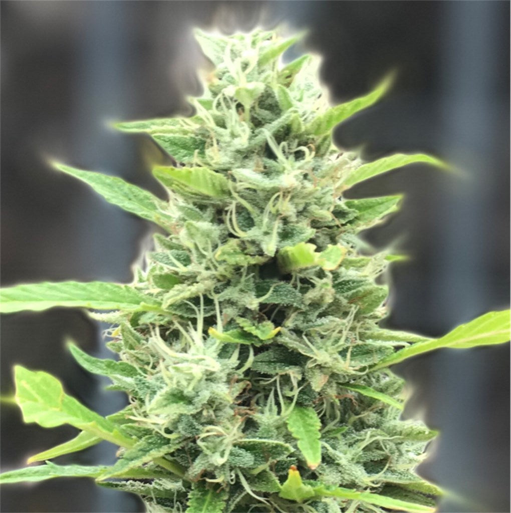 Citrus Sap marijuana strain flower with citrus and orange flavor and uplifted / happy effects - Rare Harvest hybrid