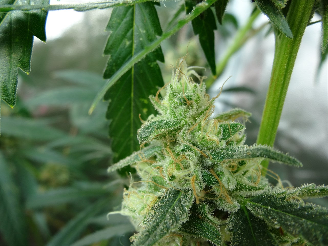 Citrus Sunshine Haze marijuana strain flower with orange and citrus flavor and creative / energetic effects - Rare Harvest hybrid