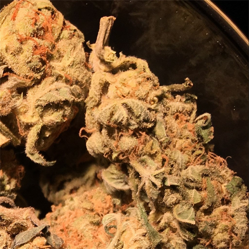 Clementine’s Terpentine marijuana strain flower with pine and sweet flavor and creative / uplifted effects - Rare Harvest hybrid