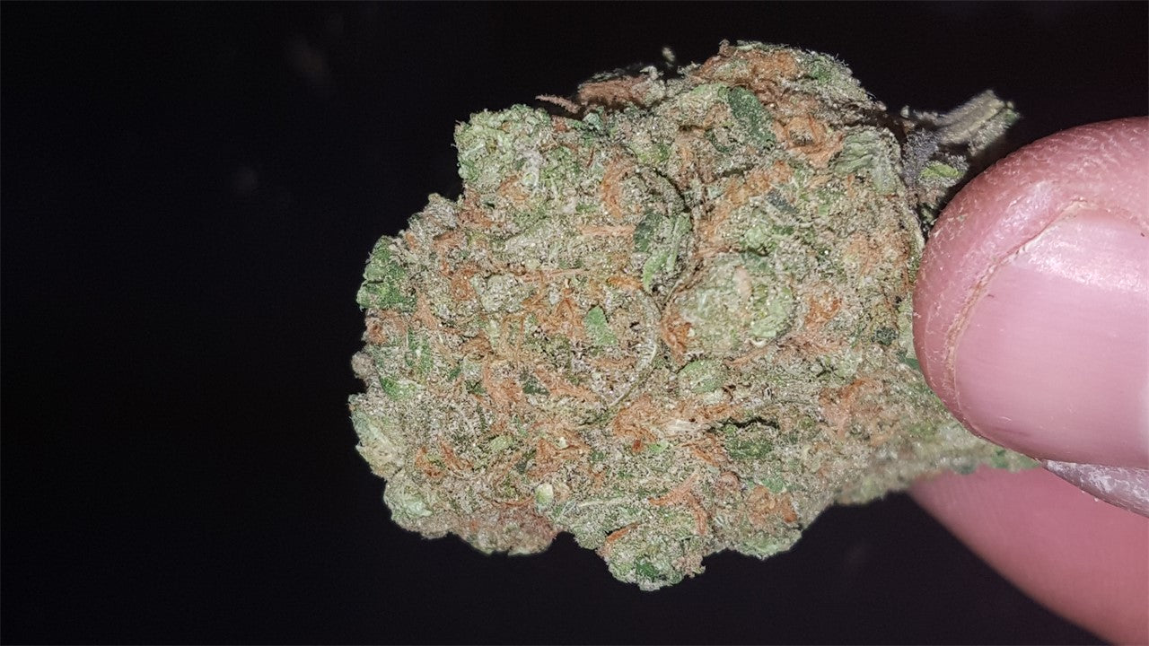 Cloud 9 marijuana strain flower with rose and flowery flavor and talkative / energetic effects - Rare Harvest hybrid
