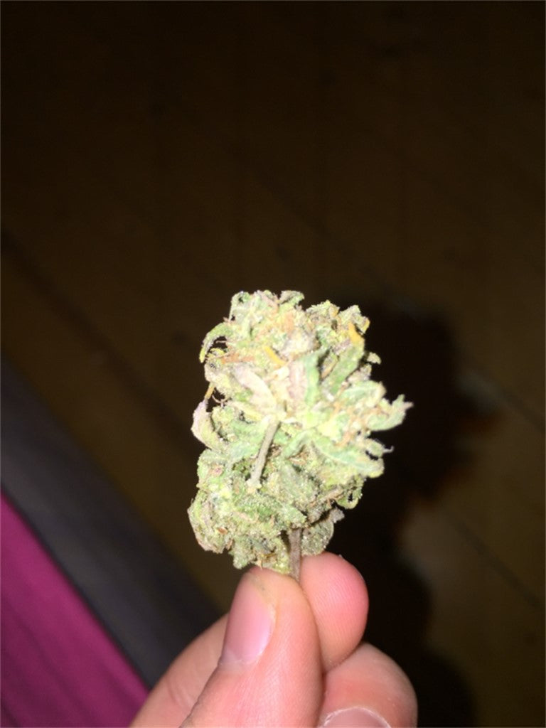 Cluster Bomb marijuana strain flower with cheese and blue cheese flavor and focused / hungry effects - Rare Harvest hybrid