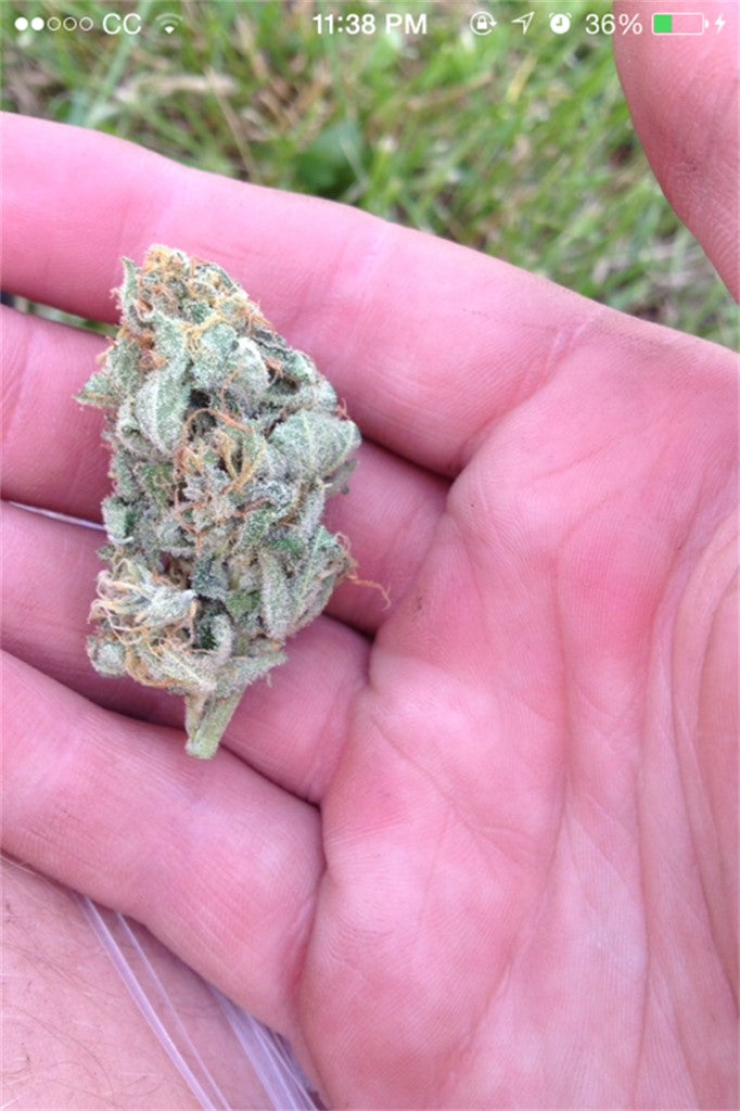 Colorado Chem marijuana strain flower with skunk and menthol flavor and euphoric / energetic effects - Rare Harvest hybrid