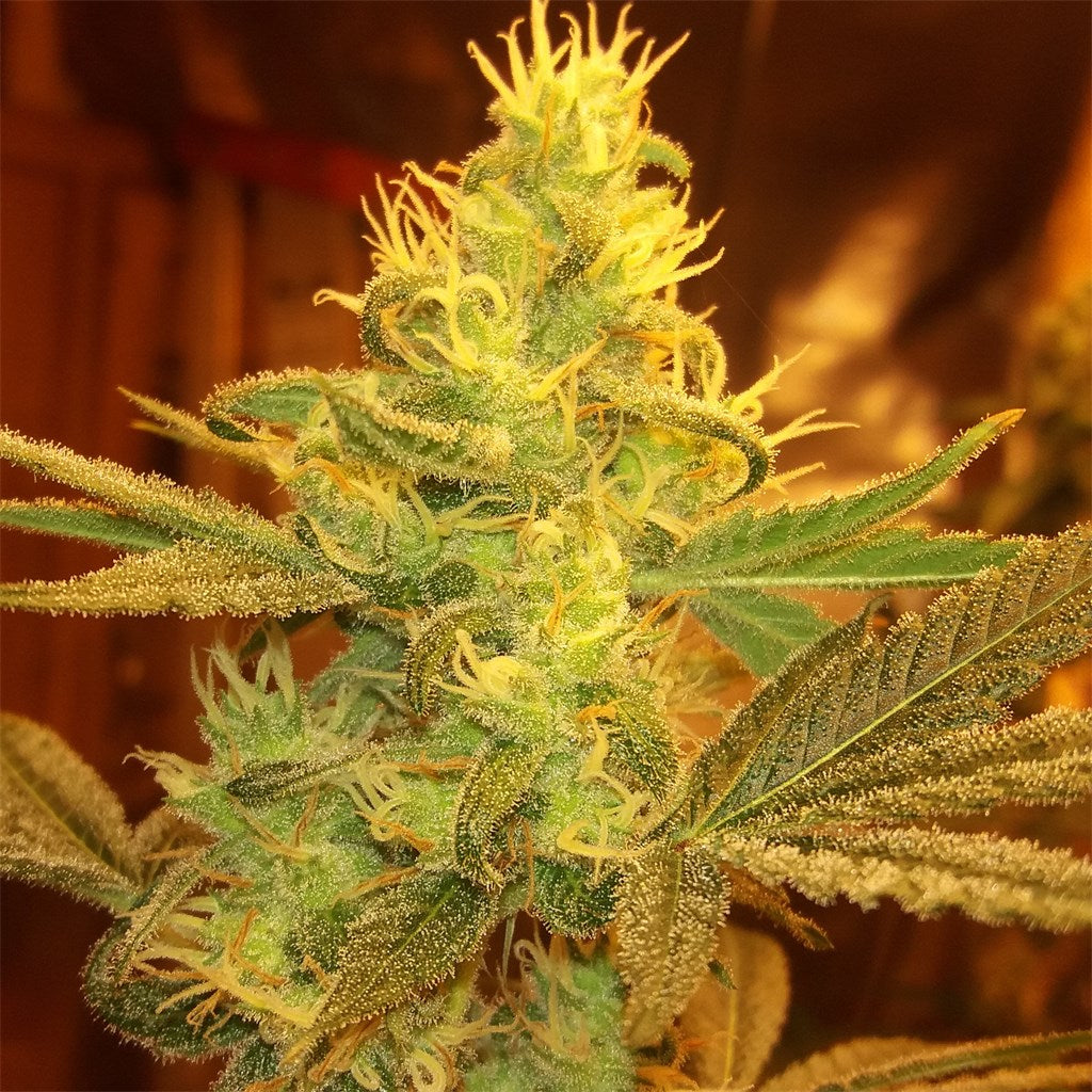 Colorado Clementines marijuana strain flower with citrus and orange flavor and hungry / sleepy effects - Rare Harvest indica