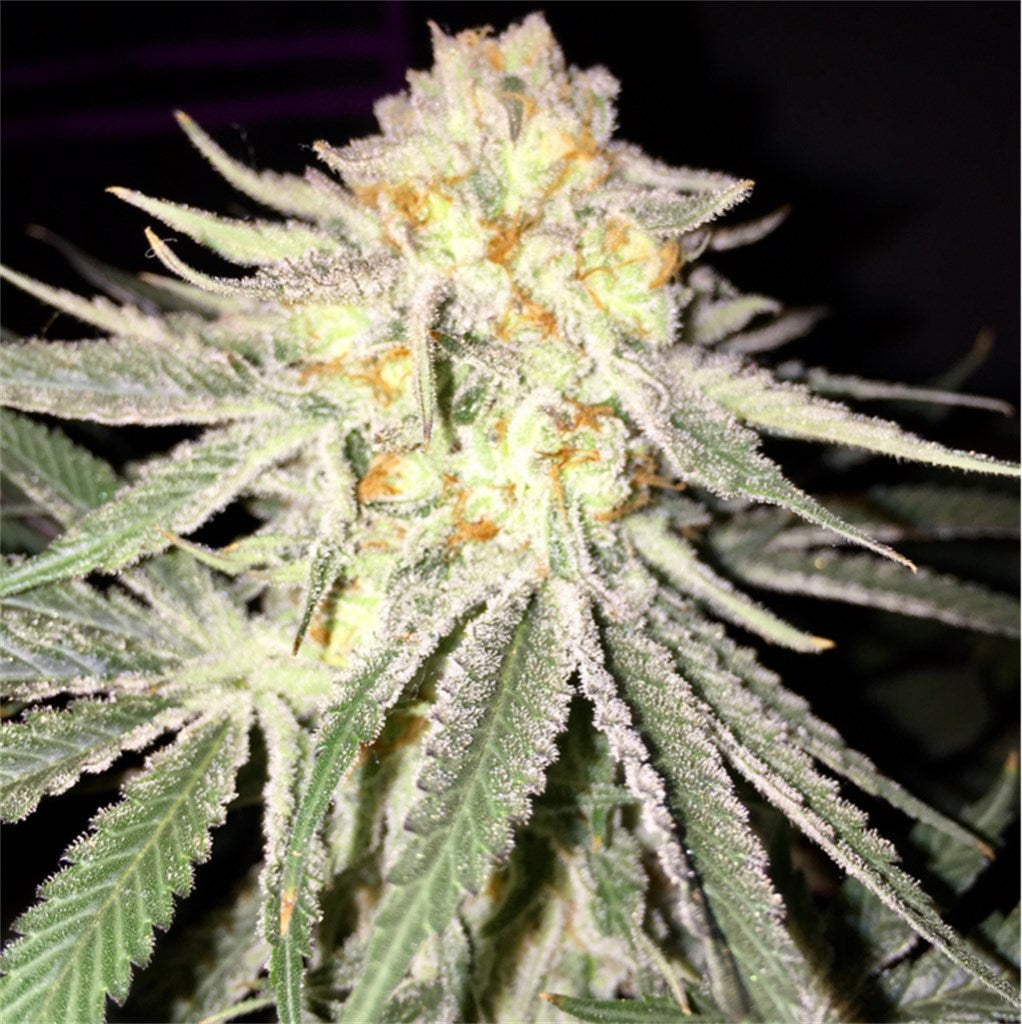 Conspiracy Kush marijuana strain flower with pepper and woody flavor and sleepy / relaxed effects - Rare Harvest indica