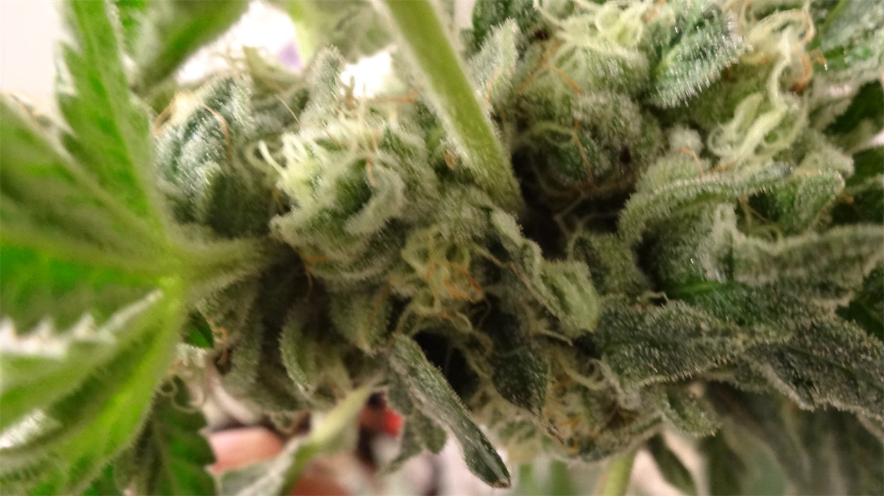 Cookie Breath marijuana strain flower with mint and earthy flavor and uplifted / happy effects - Rare Harvest hybrid