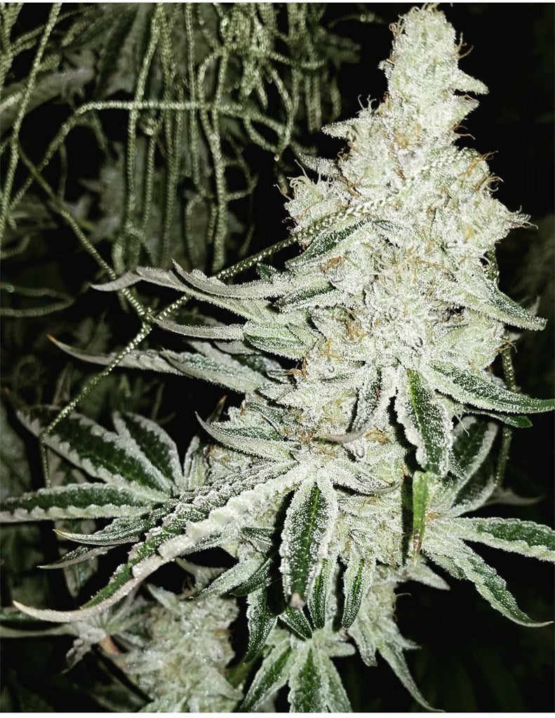 Cookies and Cream marijuana strain flower with vanilla and nutty flavor and relaxed / happy effects - Rare Harvest hybrid