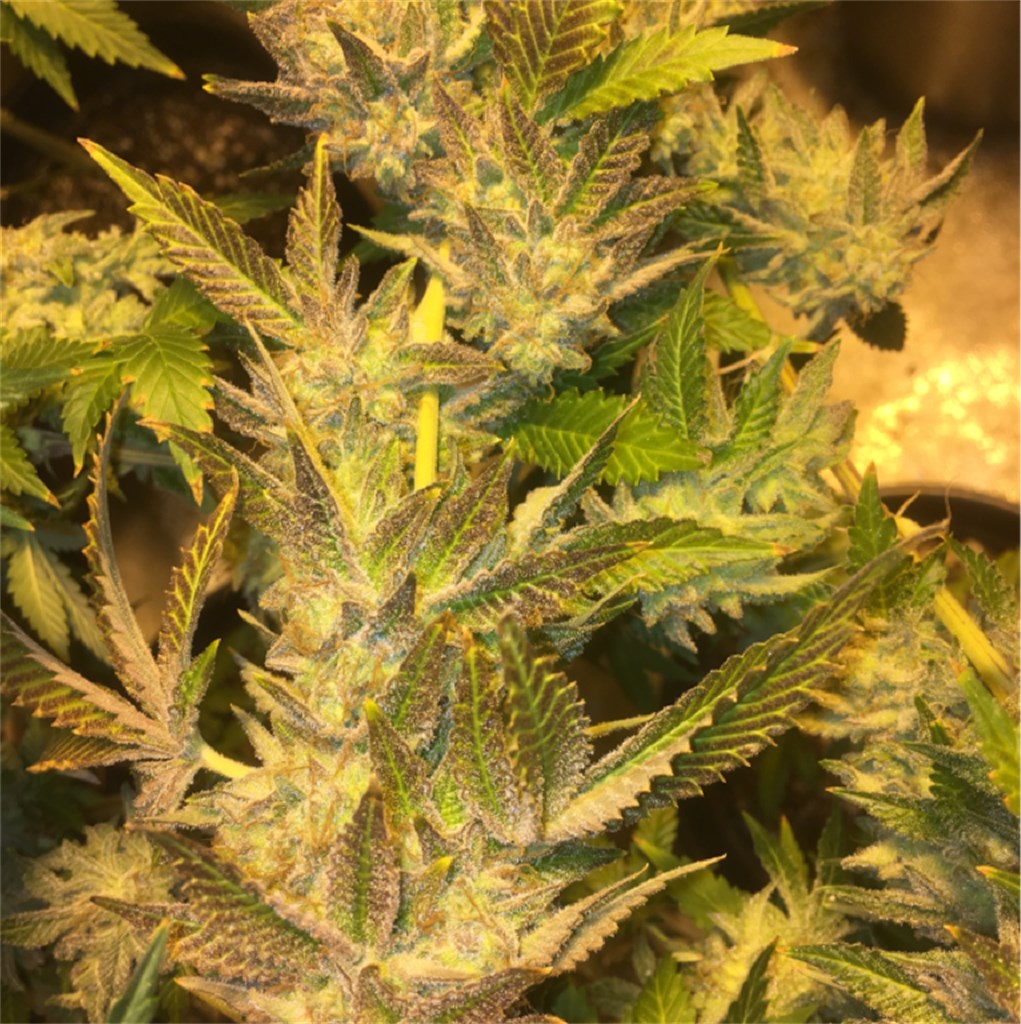 Cookies Kush marijuana strain flower with sweet and earthy flavor and sleepy / relaxed effects - Rare Harvest indica