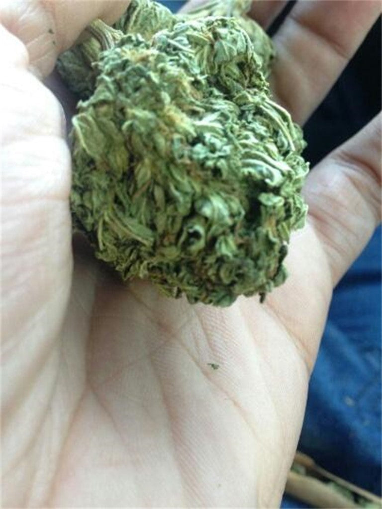 Copper Kush marijuana strain flower with earthy and pine flavor and euphoric / uplifted effects - Rare Harvest indica