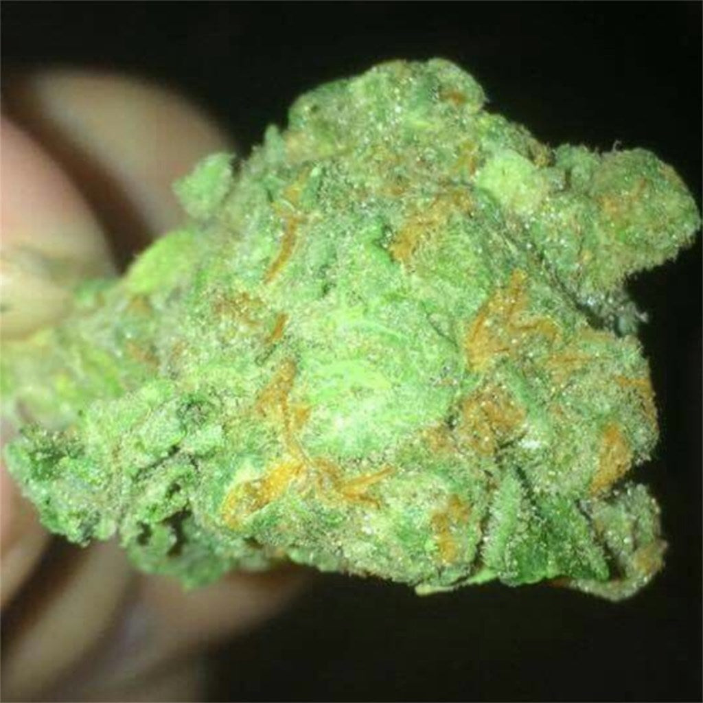 Crater Lake marijuana strain flower with blueberry and citrus flavor and uplifted / talkative effects - Rare Harvest hybrid