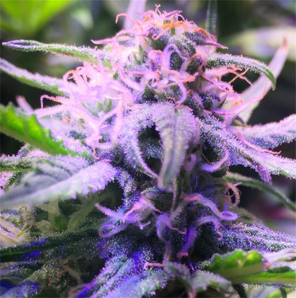 Cream Caramel marijuana strain flower with honey and butter flavor and sleepy / relaxed effects - Rare Harvest indica