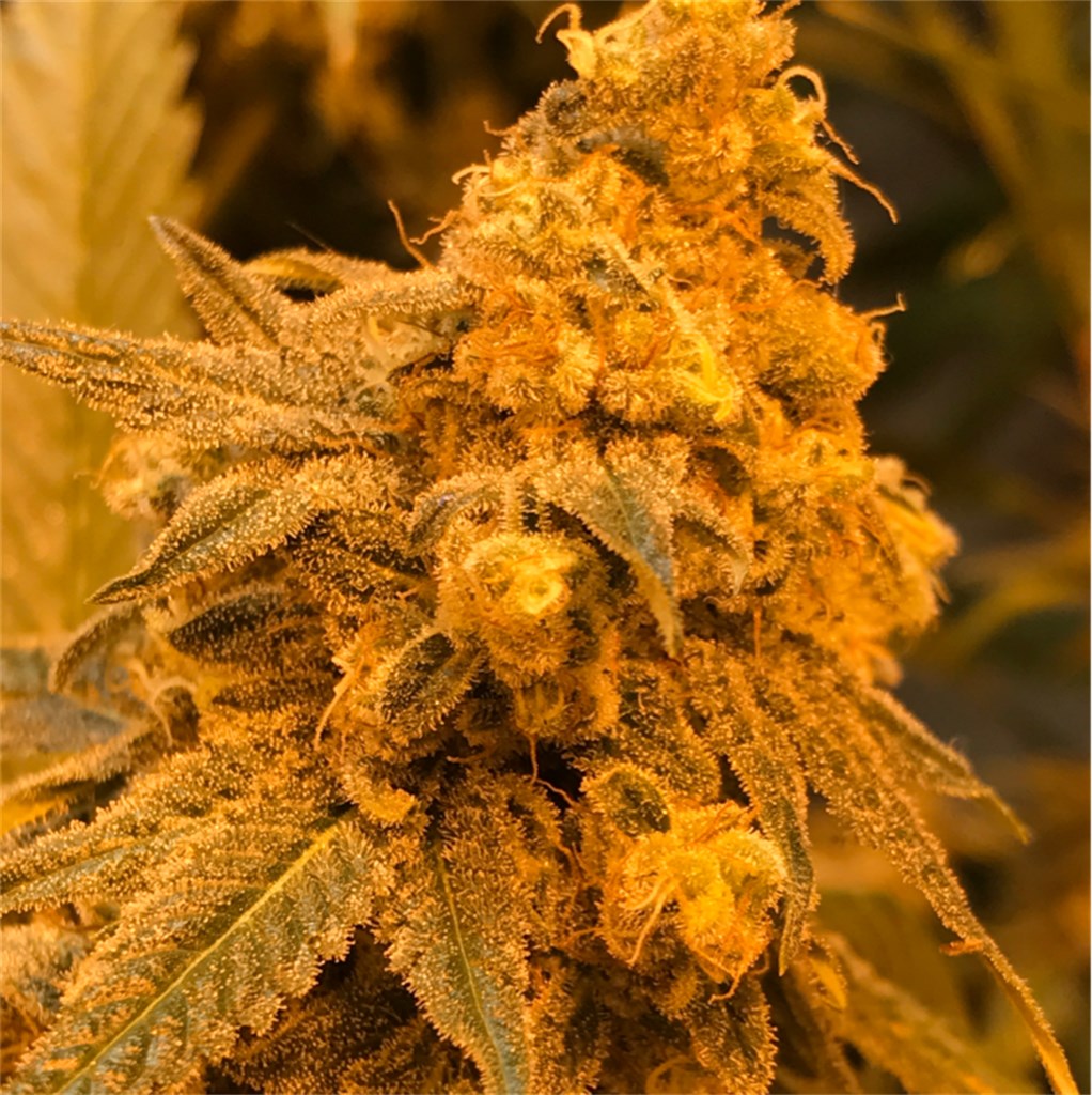 Critical 47 marijuana strain flower with honey and skunk flavor and giggly / talkative effects - Rare Harvest hybrid