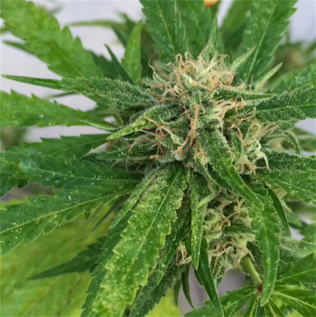 Critical Bilbo marijuana strain flower with tobacco and earthy flavor and relaxed / hungry effects - Rare Harvest hybrid