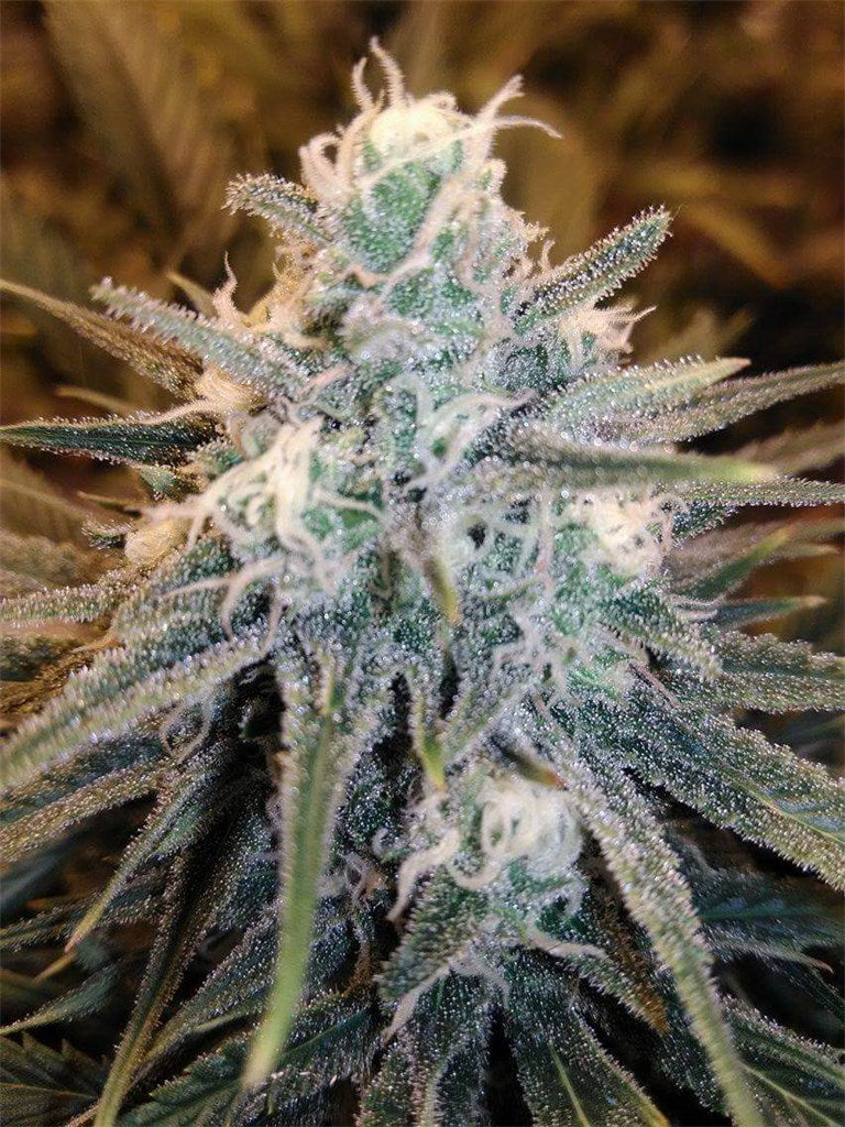 Critical Cheese marijuana strain flower with cheese and citrus flavor and talkative / energetic effects - Rare Harvest hybrid