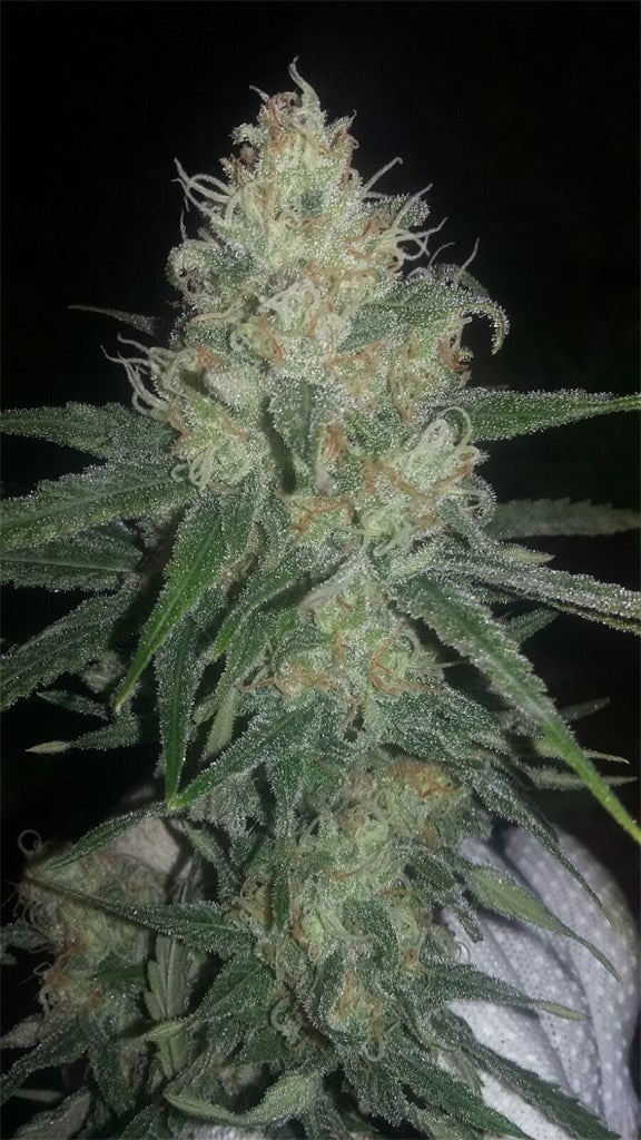 Critical Haze marijuana strain flower with citrus and sweet flavor and happy / hungry effects - Rare Harvest hybrid