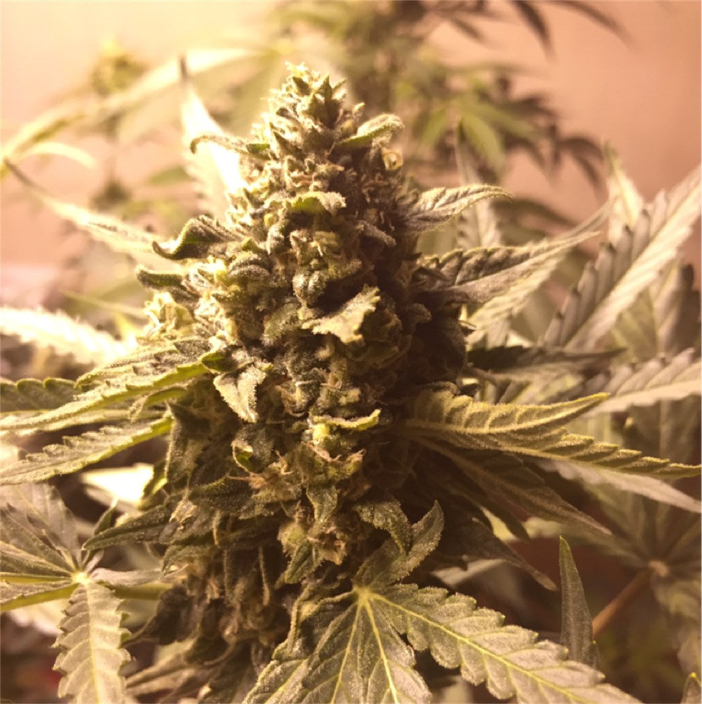 Critical Jack marijuana strain flower with pine and citrus flavor and focused / energetic effects - Rare Harvest hybrid