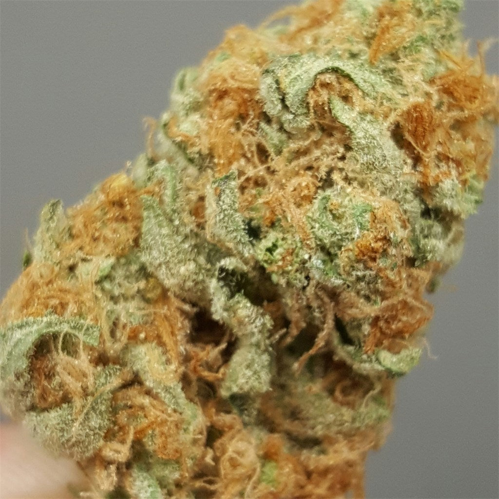 Critical Kali Mist marijuana strain flower with pine and earthy flavor and uplifted / tingly effects - Rare Harvest sativa