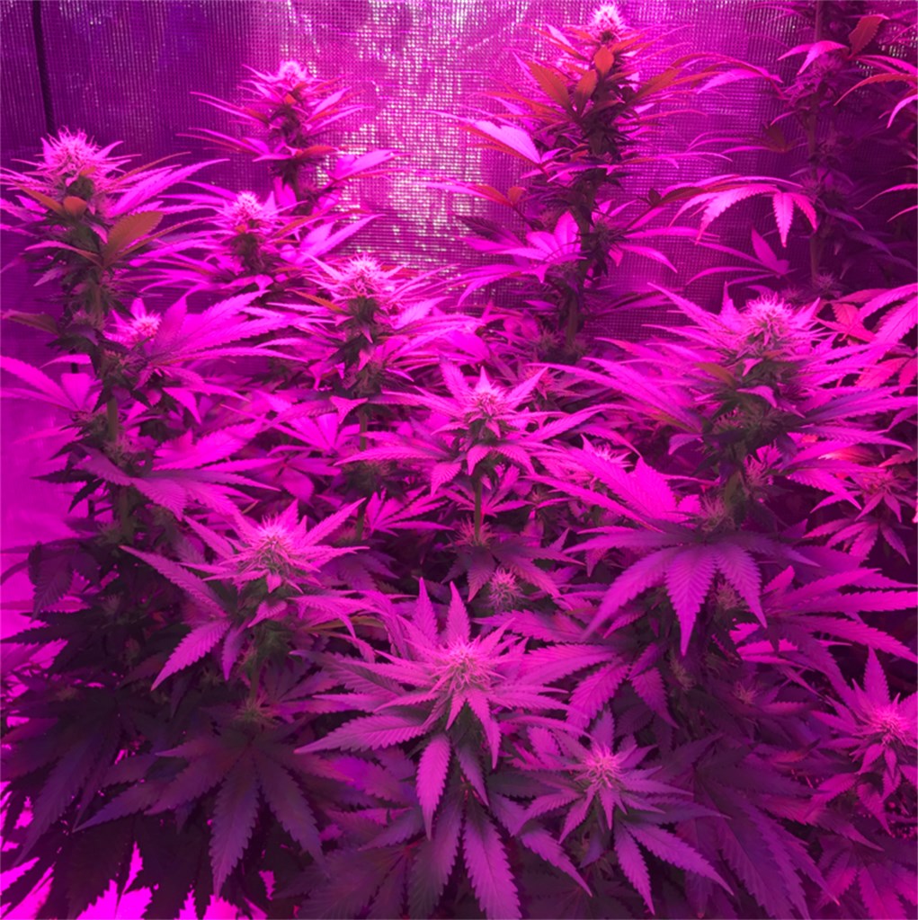 Critical Kush marijuana strain flower with woody and earthy flavor and sleepy / relaxed effects - Rare Harvest indica