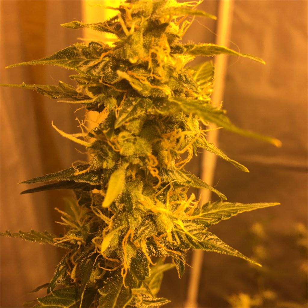 Critical Mass marijuana strain flower with earthy and skunk flavor and relaxed / sleepy effects - Rare Harvest indica