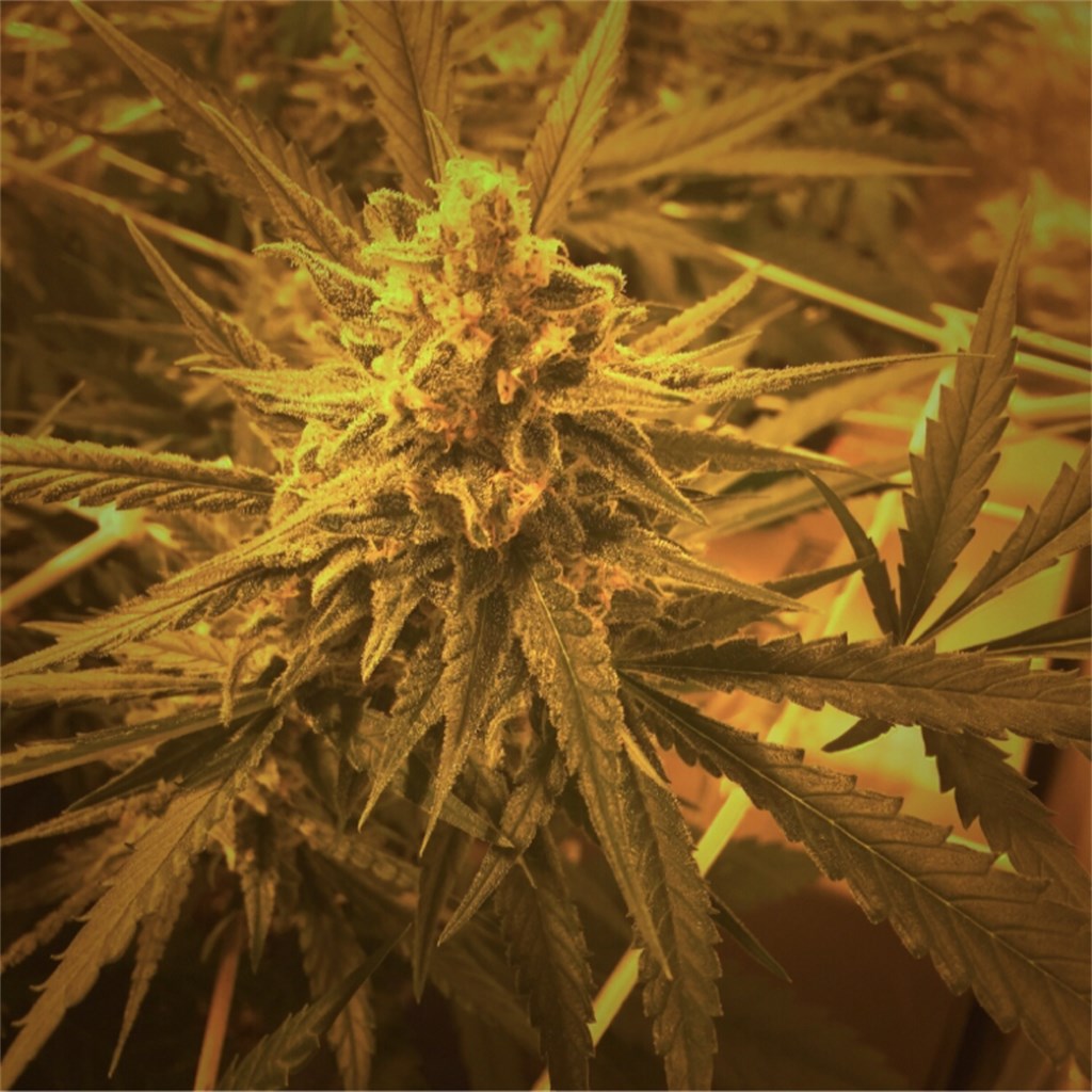 Critical Plus 2.0 marijuana strain flower with lemon and flowery flavor and relaxed / happy effects - Rare Harvest indica