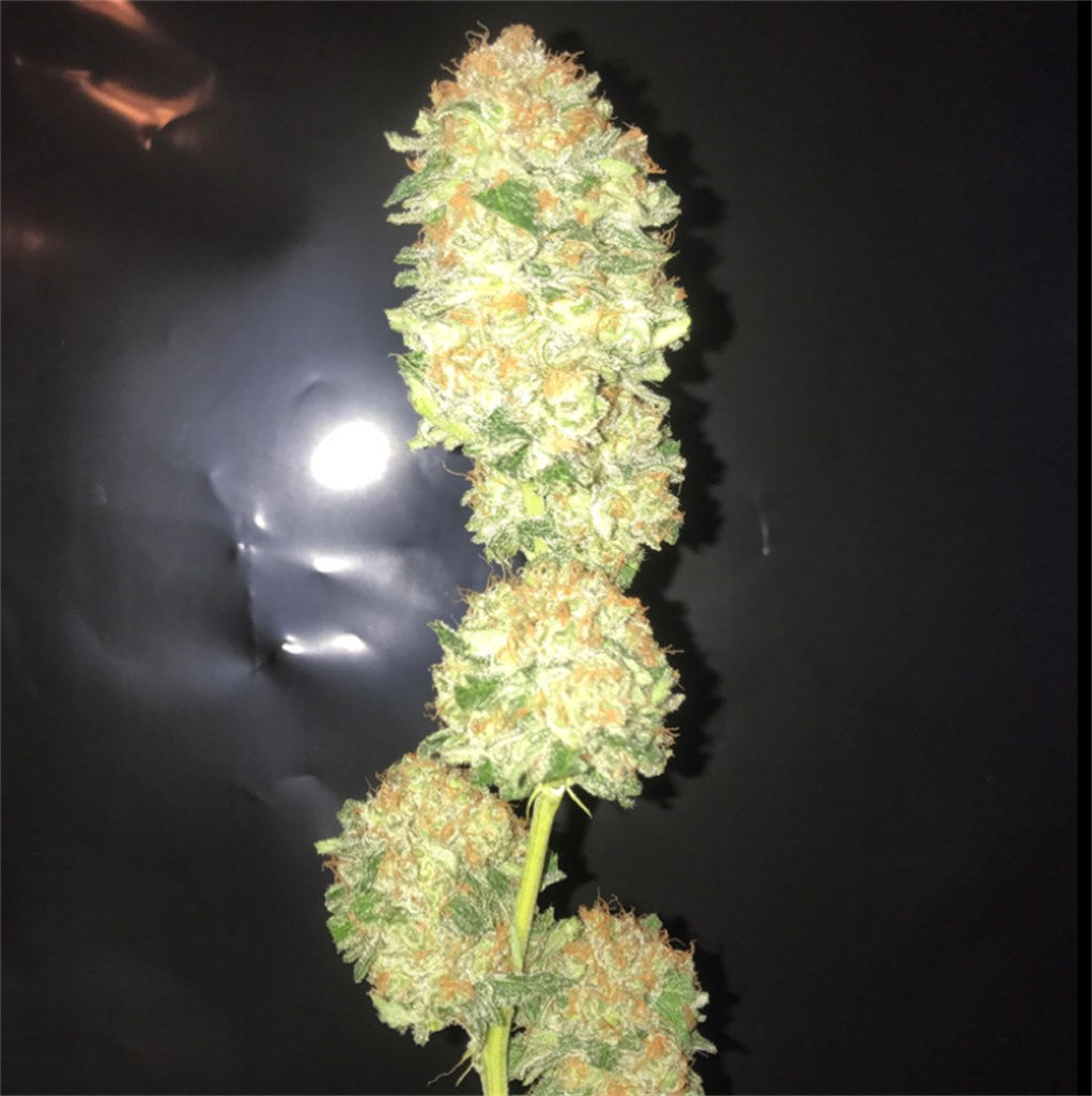 Critical Plus marijuana strain flower with woody and citrus flavor and creative / relaxed effects - Rare Harvest hybrid