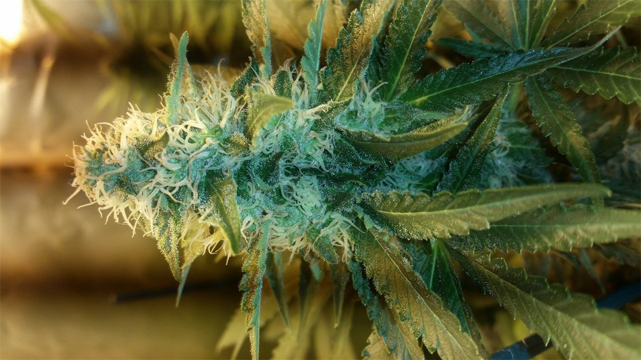 Critical Skunk marijuana strain flower with skunk and earthy flavor and creative / happy effects - Rare Harvest hybrid