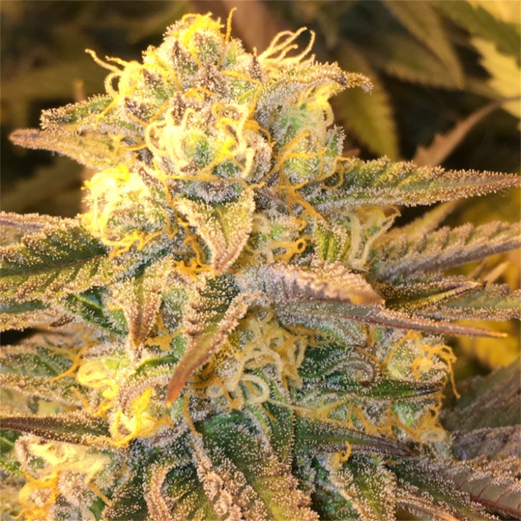 Critical Widow marijuana strain flower with citrus and sweet flavor and uplifted / relaxed effects - Rare Harvest hybrid