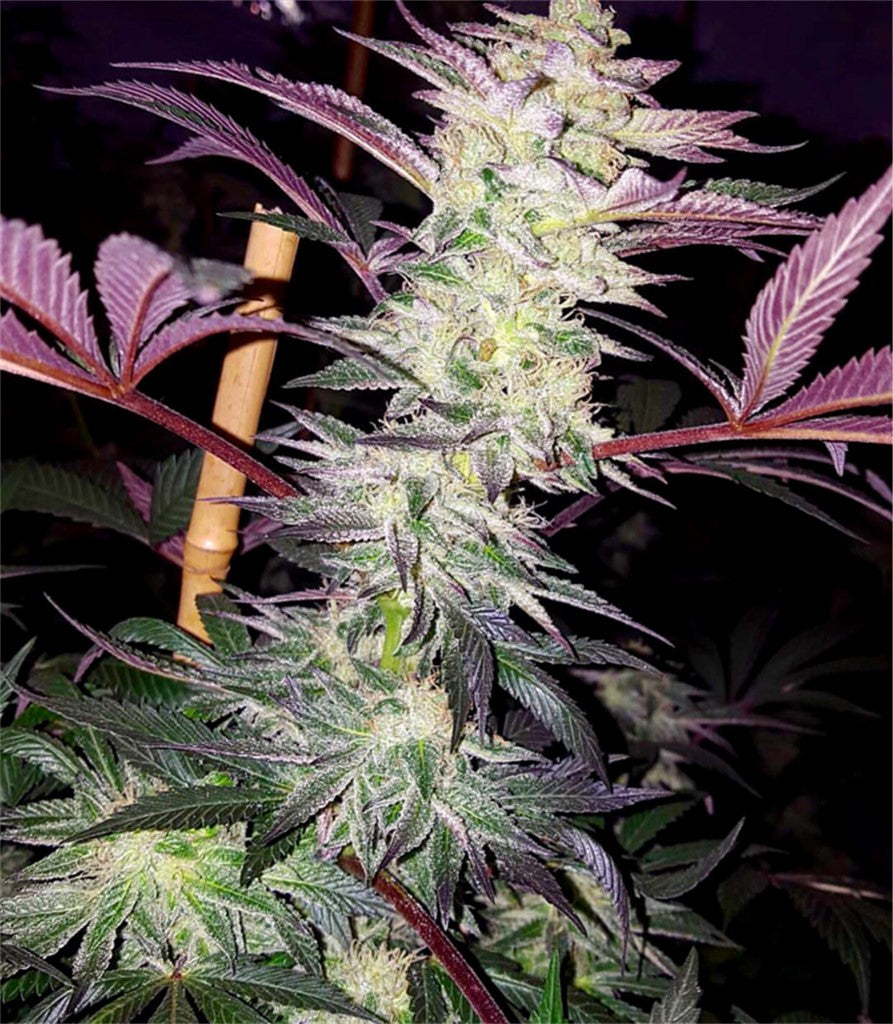Critters Cookies marijuana strain flower and uplifted / creative effects - Rare Harvest hybrid