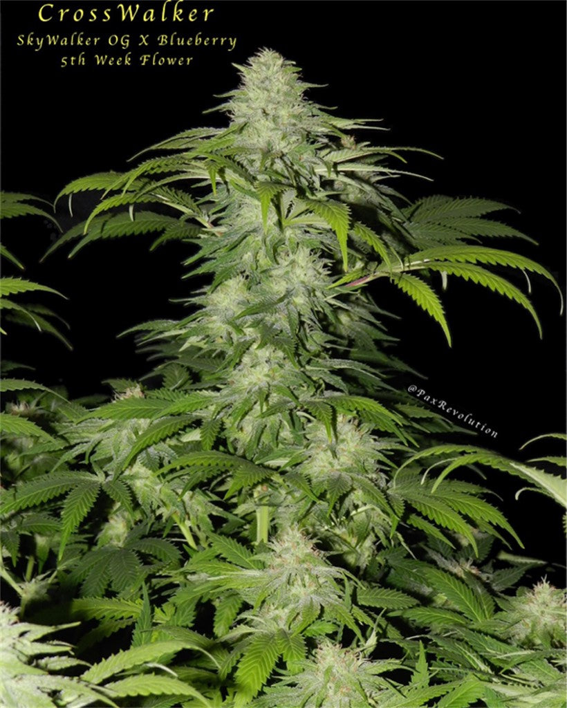Crosswalker marijuana strain flower with blueberry and tropical flavor and creative / uplifted effects - Rare Harvest indica