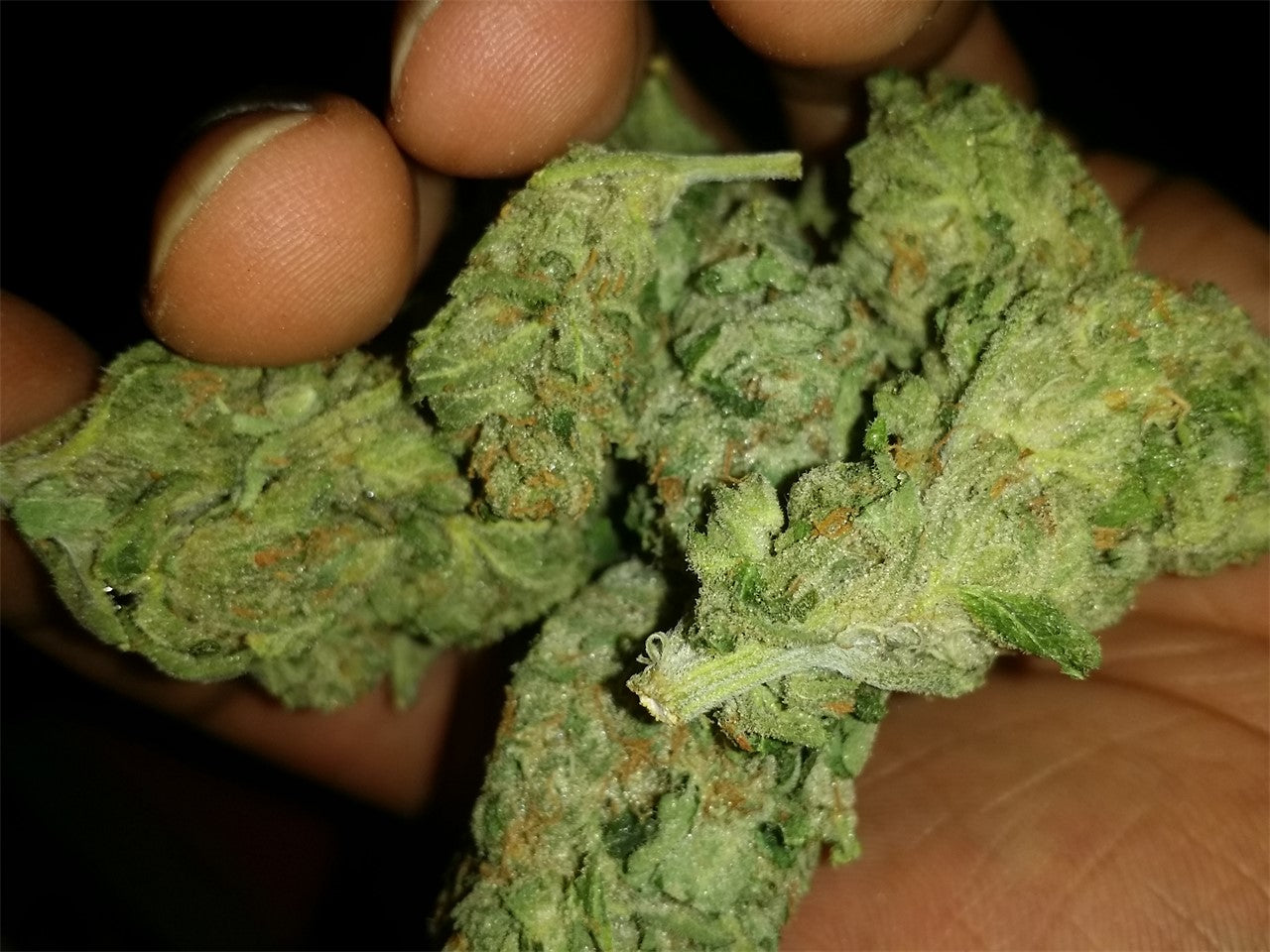 Crouching Tiger Hidden Alien marijuana strain flower with flowery and pungent flavor and relaxed / creative effects - Rare Harvest indica