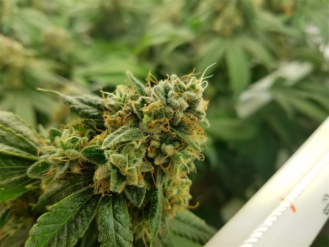Crown OG marijuana strain flower with pine and pungent flavor and sleepy / relaxed effects - Rare Harvest indica