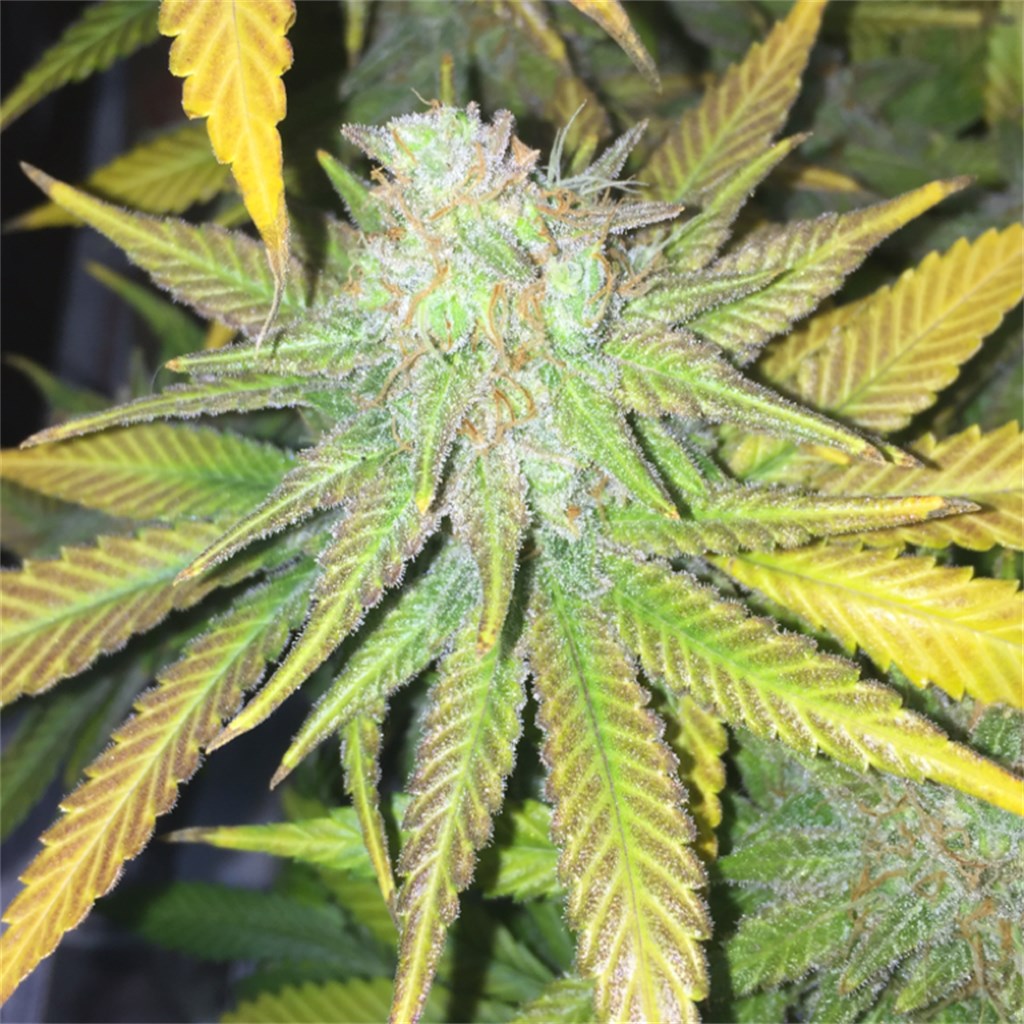 Crown Royale marijuana strain flower with rose and flowery flavor and aroused / relaxed effects - Rare Harvest indica