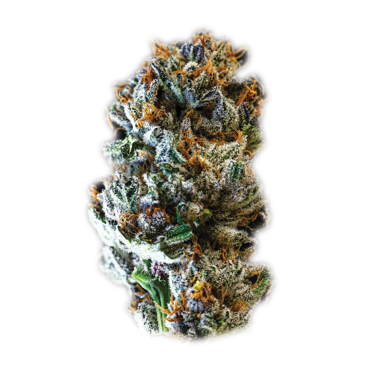 Eternal Death Slayer 3 marijuana strain flower with diesel and chemical flavor and uplifted / sleepy effects - Rare Harvest hybrid