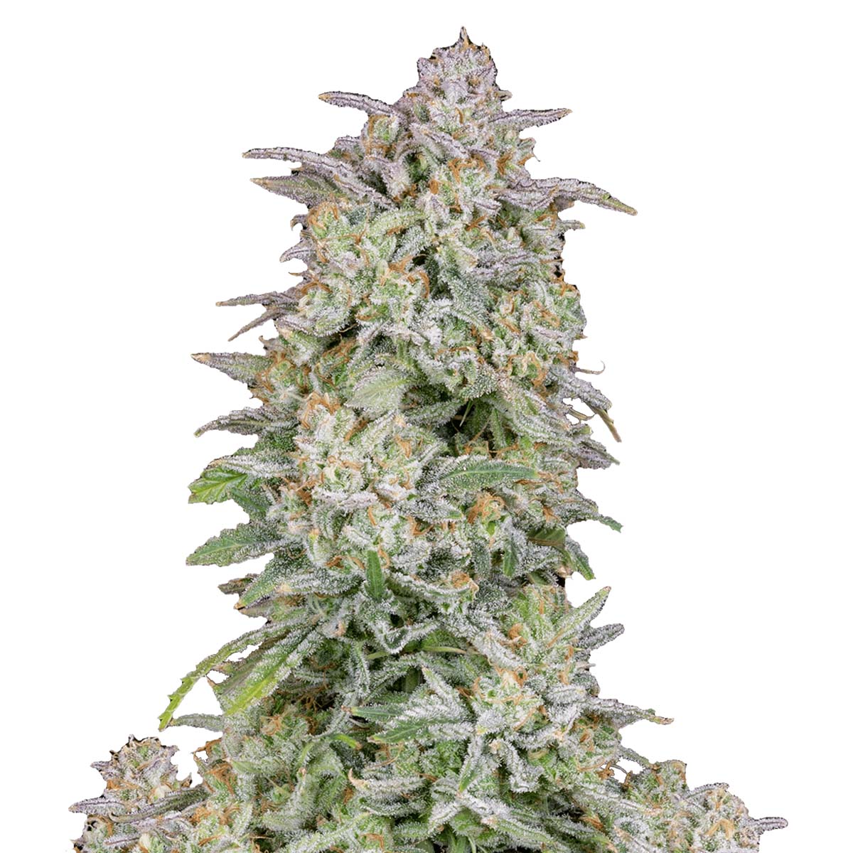Forbidden Runtz Auto marijuana strain flower and euphoric effects - Rare Harvest hybrid