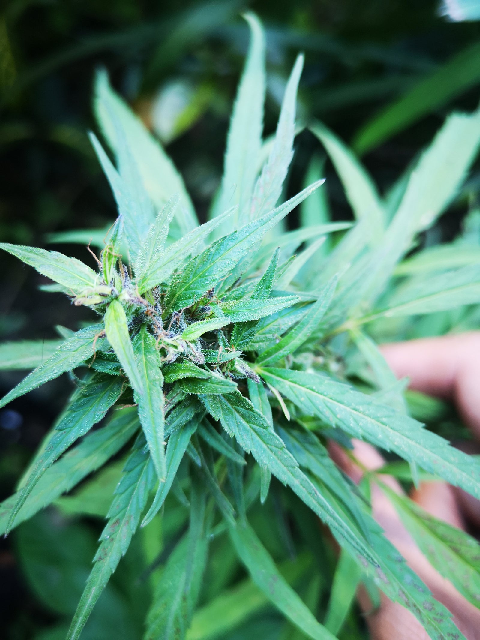 Philippines Landrace marijuana strain flower with mango and tropical flavor and uplifted / creative effects - Rare Harvest sativa