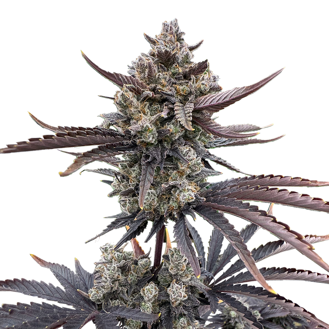 Banana Purple Punch Auto RF3 marijuana strain flower with berry and chemical flavor and happy / hungry effects - Rare Harvest indica
