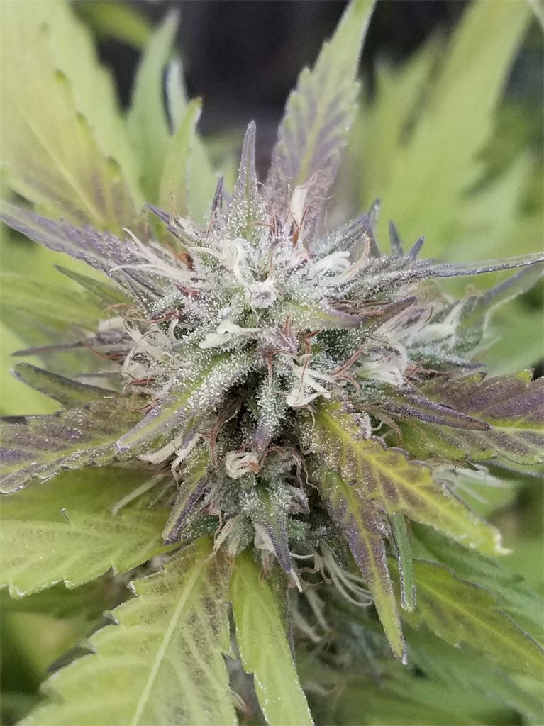 Dairy Queen marijuana strain flower with cheese and vanilla flavor and happy / uplifted effects - Rare Harvest hybrid