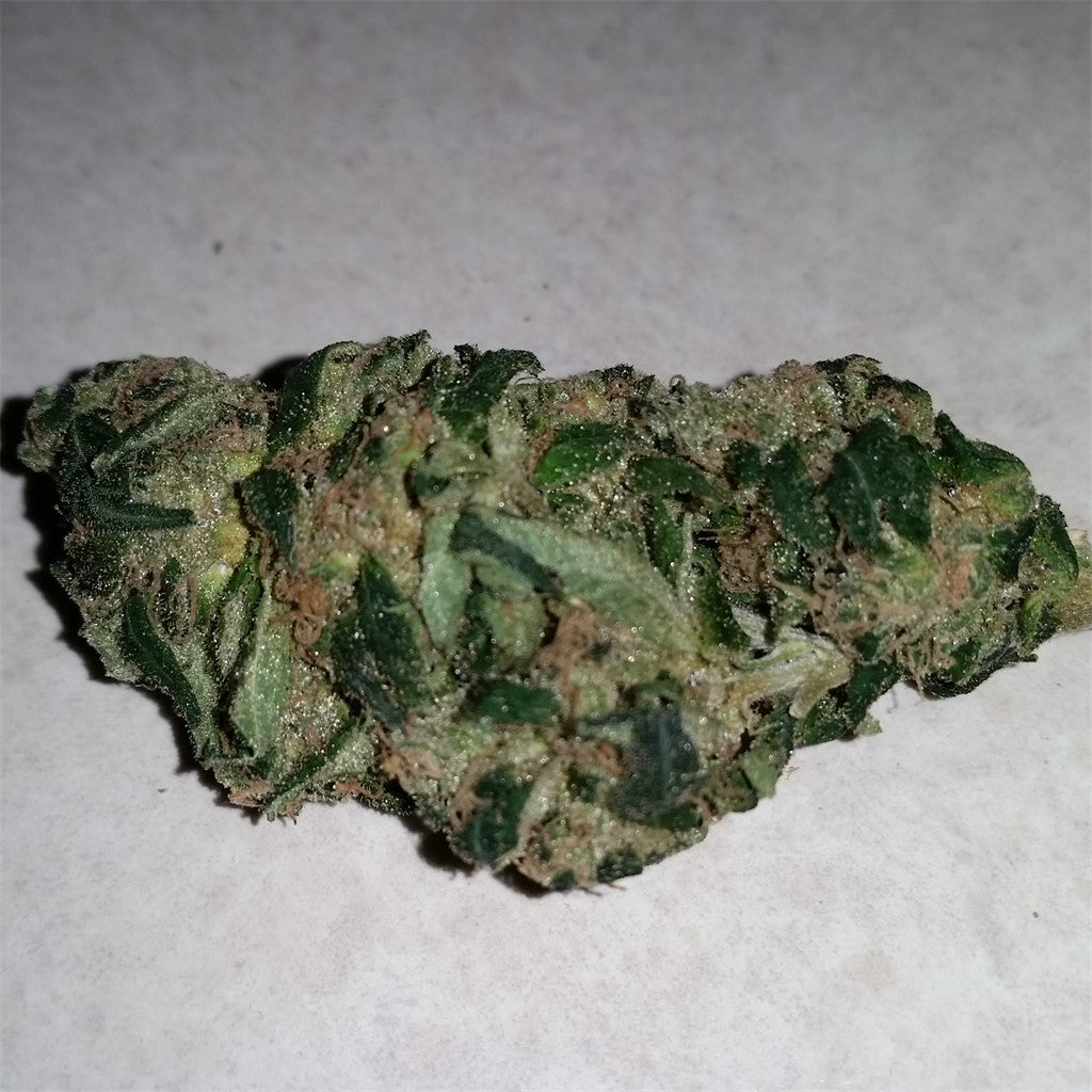Damn Sour marijuana strain flower with diesel and chemical flavor and hungry / energetic effects - Rare Harvest sativa