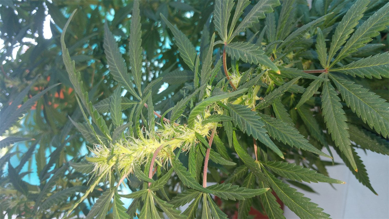 Damnesia marijuana strain flower with pepper and spicy/herbal flavor and energetic / creative effects - Rare Harvest hybrid