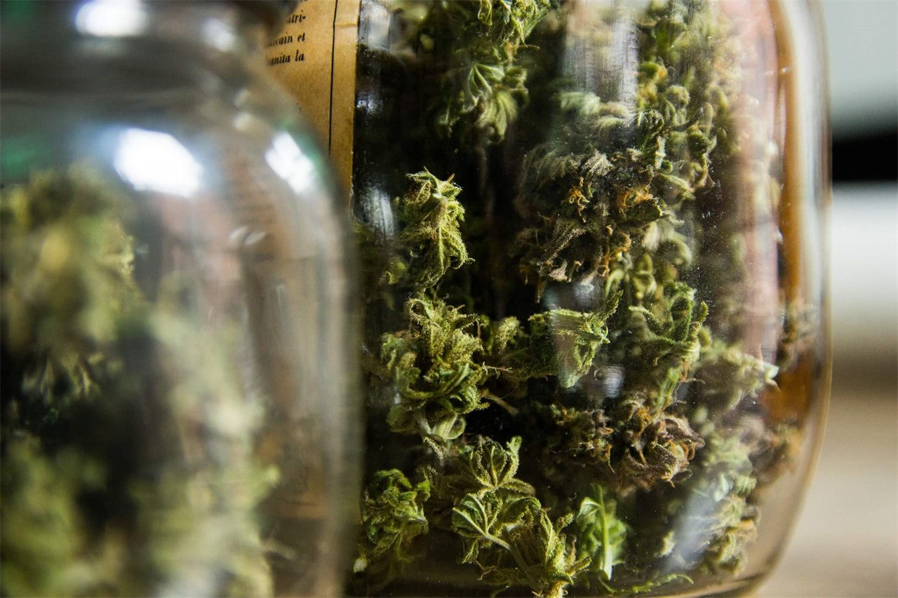 Dance World marijuana strain flower with flowery and earthy flavor and energetic / focused effects - Rare Harvest sativa