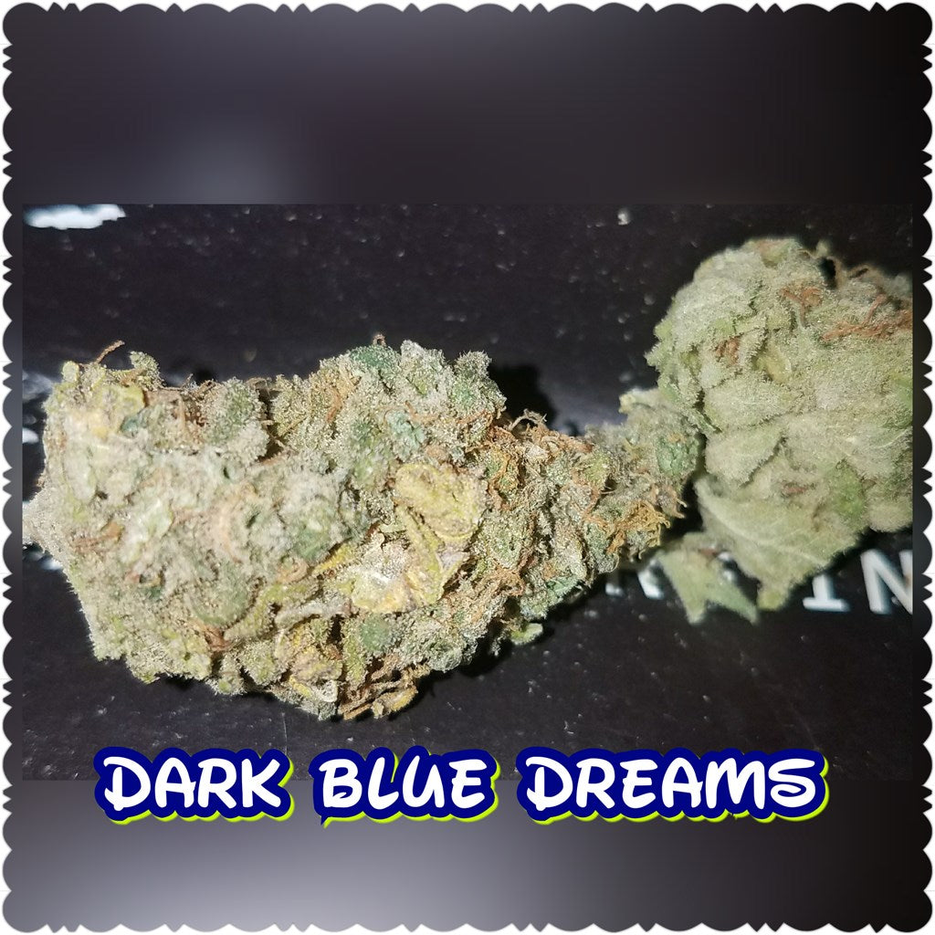 Dark Blue Dream marijuana strain flower with blueberry and sweet flavor and happy / focused effects - Rare Harvest hybrid