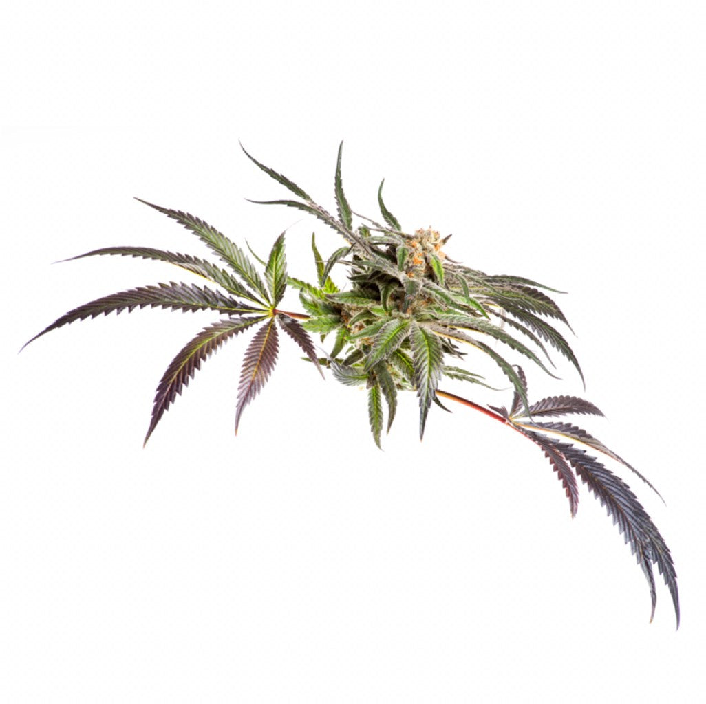 Dark Side of the Moon marijuana strain flower with berry and blueberry flavor and sleepy / relaxed effects - Rare Harvest indica
