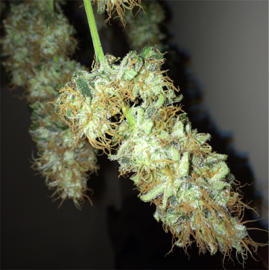DelaHaze marijuana strain flower with mango and citrus flavor and energetic / focused effects - Rare Harvest sativa