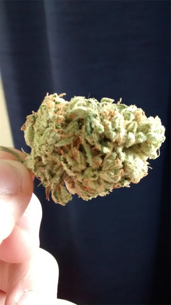 Denver Maple marijuana strain flower with blue cheese and blueberry flavor and sleepy / giggly effects - Rare Harvest indica