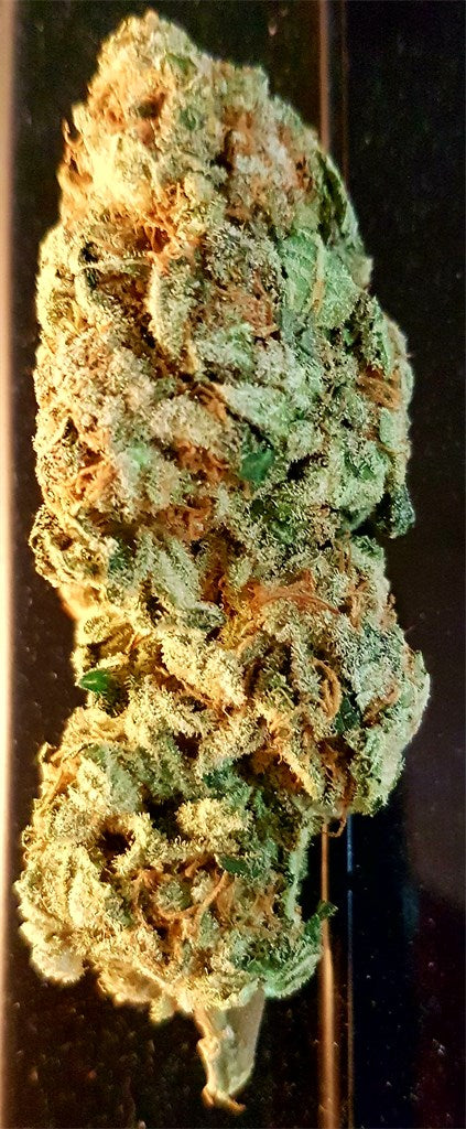 Destroyer marijuana strain flower with blue cheese and lavender flavor and energetic / uplifted effects - Rare Harvest sativa
