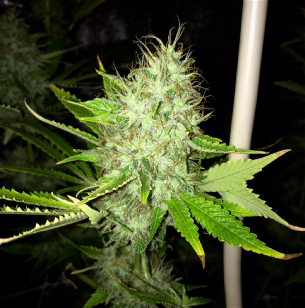 Dinachem marijuana strain flower with diesel and chemical flavor and talkative / creative effects - Rare Harvest hybrid