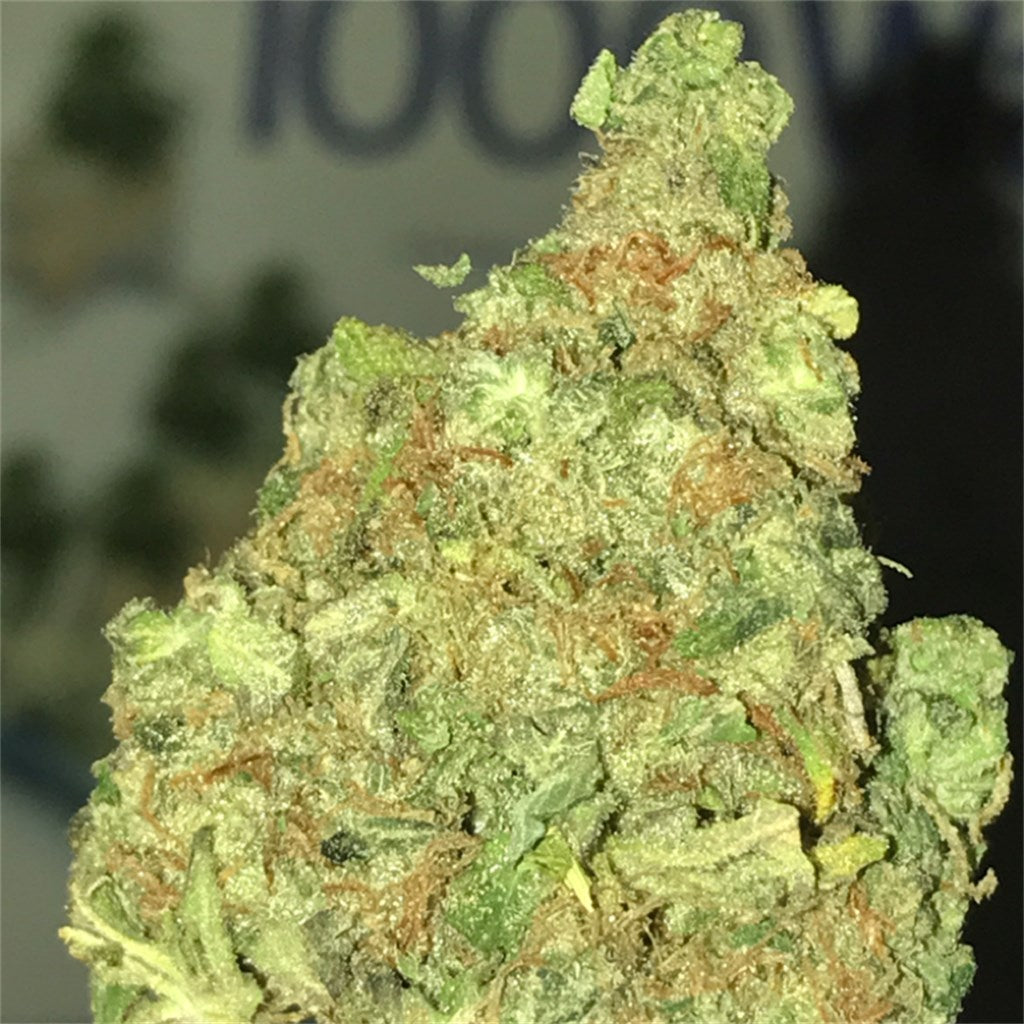 Dirty Girl marijuana strain flower with citrus and pine flavor and aroused / creative effects - Rare Harvest sativa