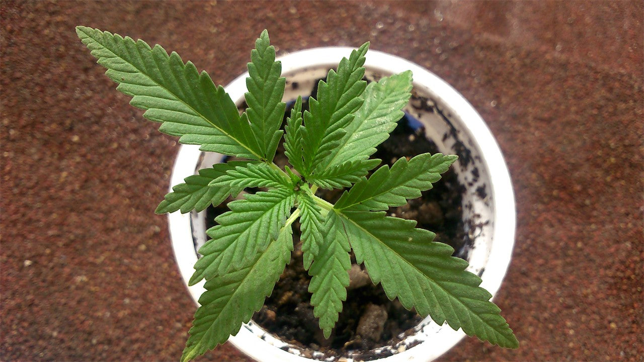 Disney Blue marijuana strain flower with blueberry and berry flavor and energetic / creative effects - Rare Harvest hybrid